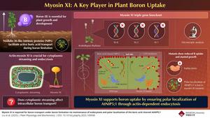 Myosin XI: A key player in plant boron uptake in plants
