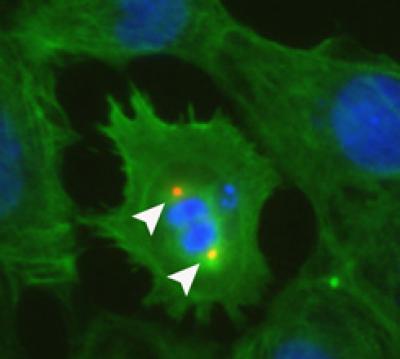 Heart Muscle Cell
