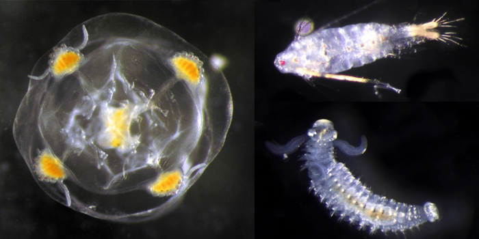Marine plankton