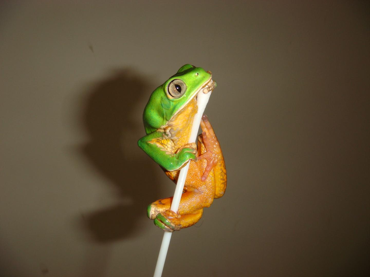 Skin Microbe Diversity Can Vary with Forest Type and Habitat in Brazilian Frogs