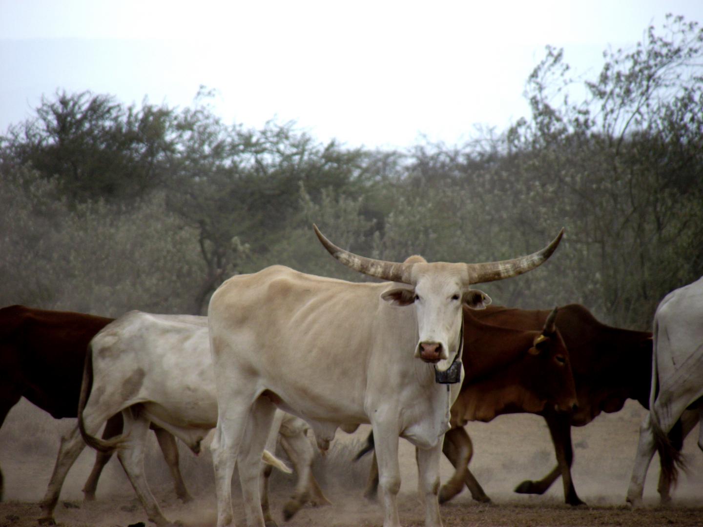 Kenyan Herder