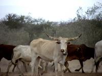 Kenyan Herder