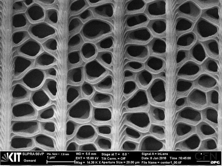 Black Butterfly Wings Can Help Improve Solar Cell Function (7 of 9)