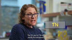 What is TN-seq? How Stowers researchers used this approach in deadly fungal infection study