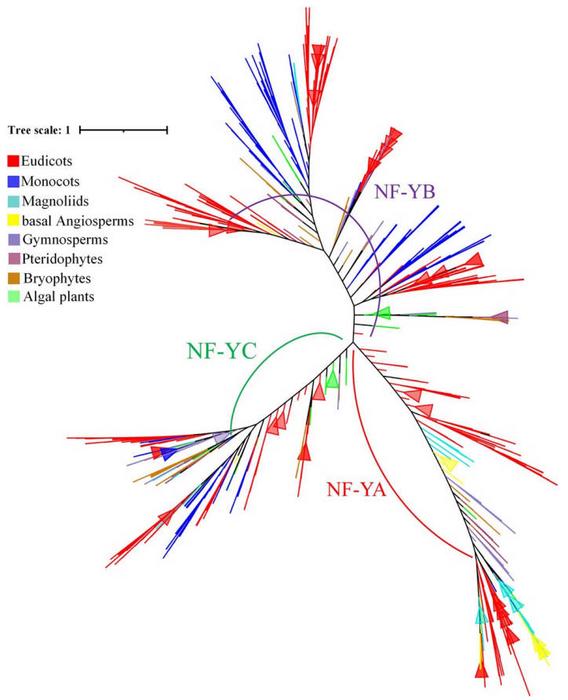 Phylogenetic analysis of the NF-Y gene family across 320 species.