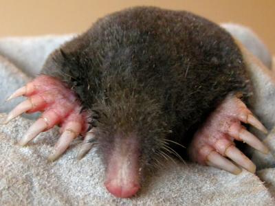 Mole