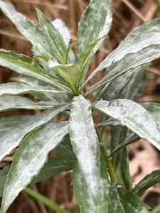 The non-native Canadian goldenrod (Solidago canadensis) in Europe.