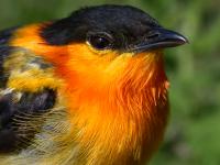 Orange-Collared Manakin