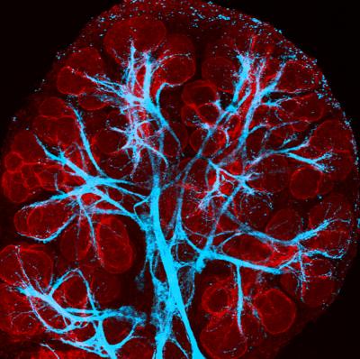 Nerve Cells Help Generate Salivary Glands (5 of 5)
