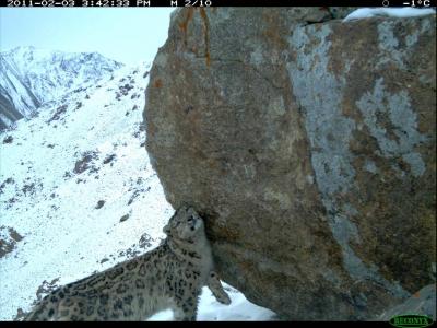 Snow Leopard