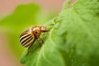 Potato Beetle