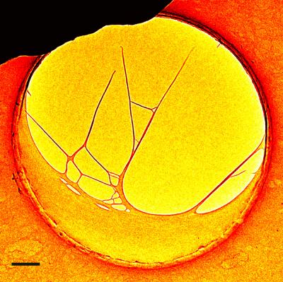 DNA Nanostructure