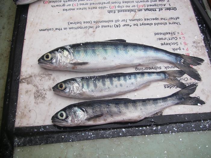 Skinny coho salmon