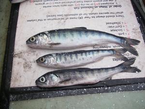 Skinny coho salmon