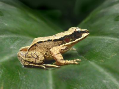 O. tormota