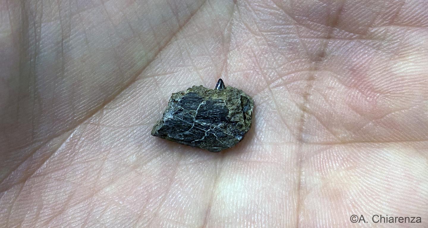 Alaska Raptor Jaw