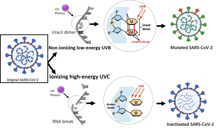 Exposure of virus to UV light in low or high energy level leads in nonionizing or ionizing radiations, respectively.