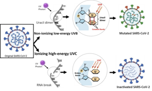 Exposure of virus to UV light in low or high energy level leads in nonionizing or ionizing radiations, respectively.