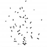 Karyotype of HAP1 Cells Lacking FANCC Gene