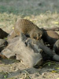 Mongooses & Warthog