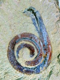 arthropod