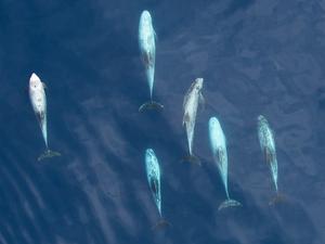 Dolphin school