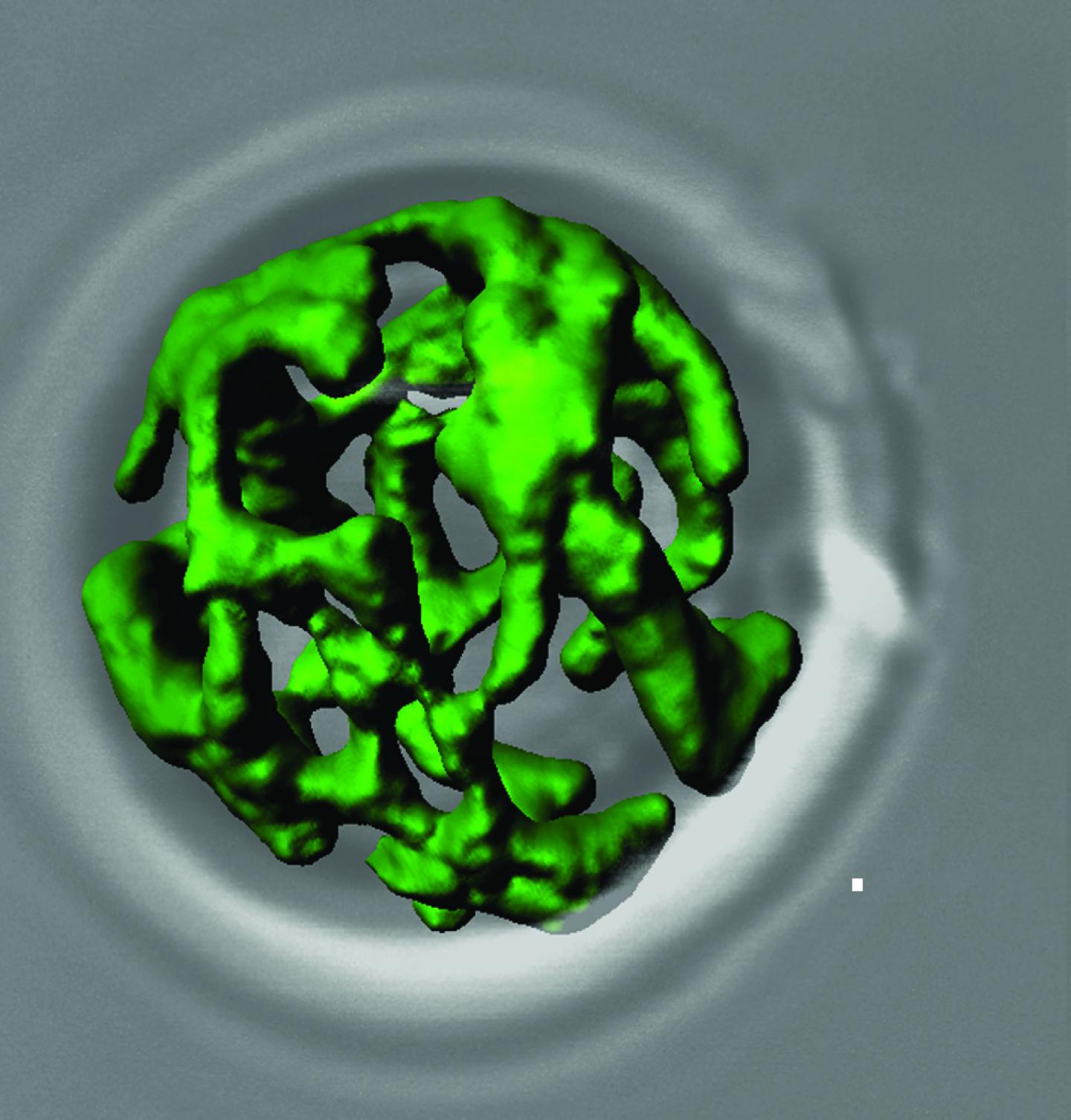Mitochondria