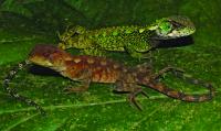 <i>Enyalioides azulae</i>