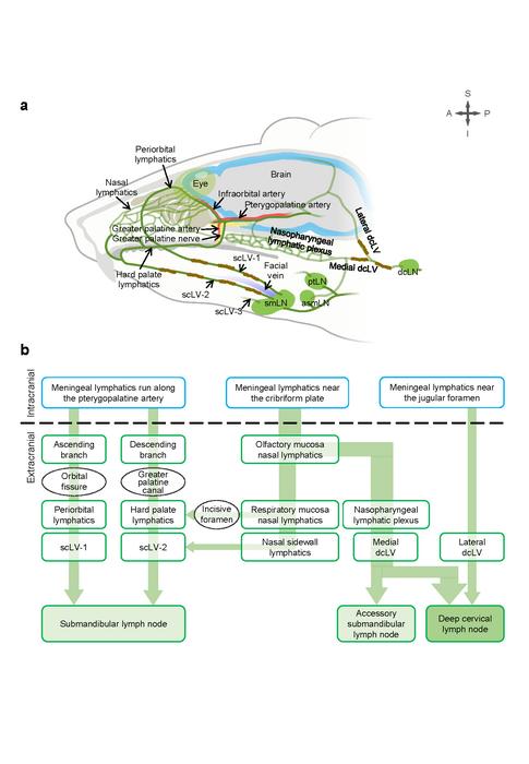 Figure 1. How brain fluid exits the skull and drains into neck lymph nodes