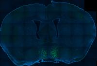 Mouse Brain