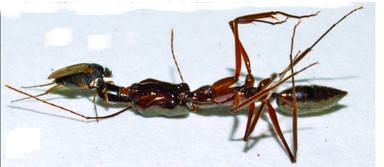 <I>D. longirostrata</I>
