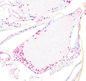 longitudinal section of the brain of a chimeric male yellow crazy ant