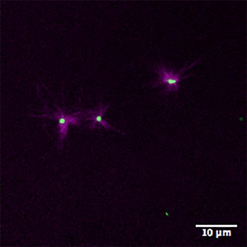 Aster Formation