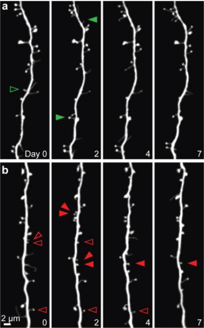 Newly Formed Spines Persists