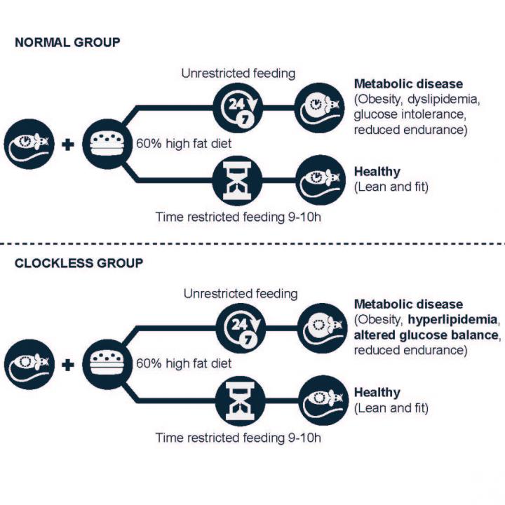 Salk Institute -- Panda lab -- Graphical Abstract