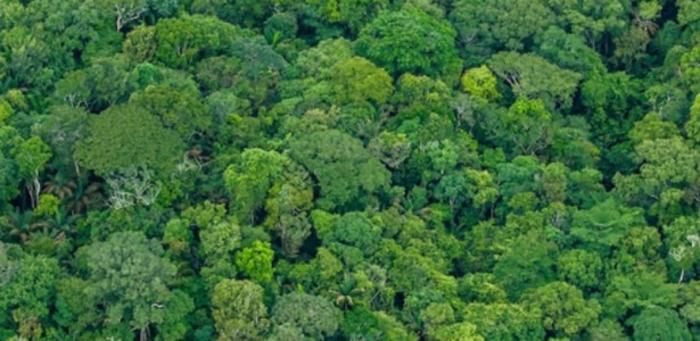 Reduced-impact management can promote forest recovery and carbon storage