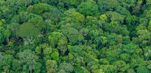 Reduced-impact management can promote forest recovery and carbon storage