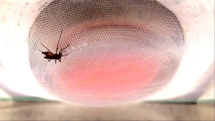 A female yellow fever mosquito (Aedes aegypti), feeding on a bag of warm blood