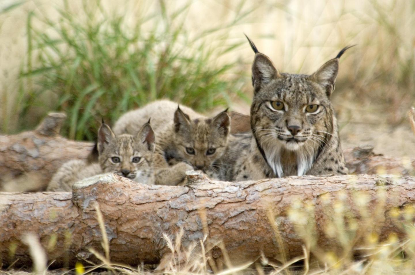 Iberian Lynx (1 of 3)