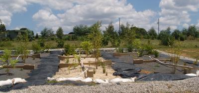 Filter Bed Substrates, Plant Types Recommended for Rain Gardens