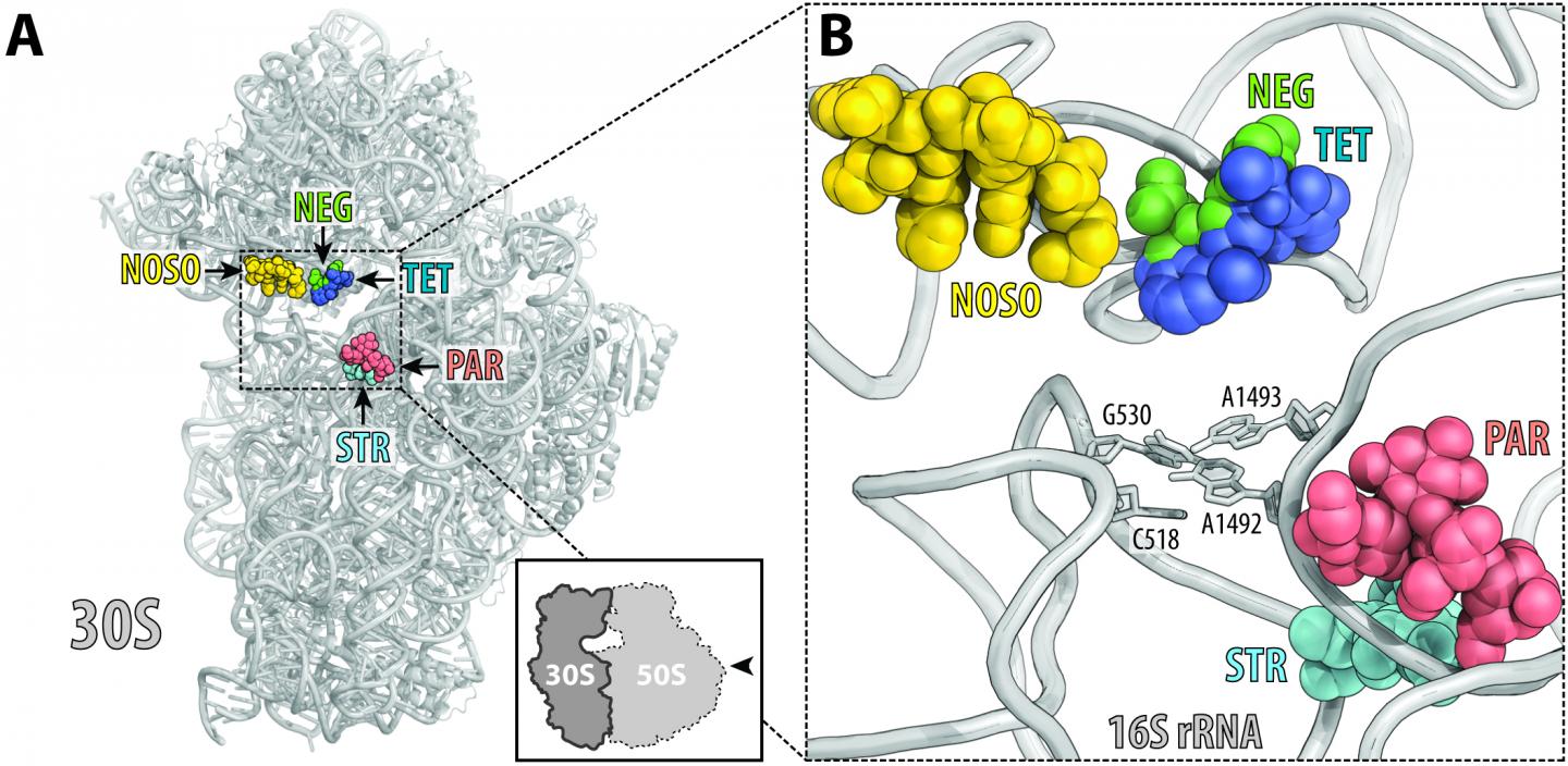 Fig 4 NOSO