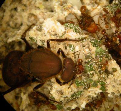 With Help from Bacteria, Ants Fix Nitrogen (1 of 5)