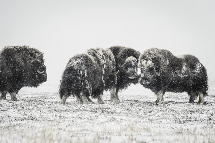 oxen