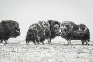 oxen