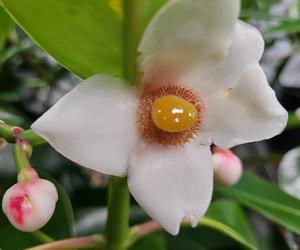 Fig. 3: Flower of Clusia grandiflora. The unusual resin of these flowers magically attracts bees.