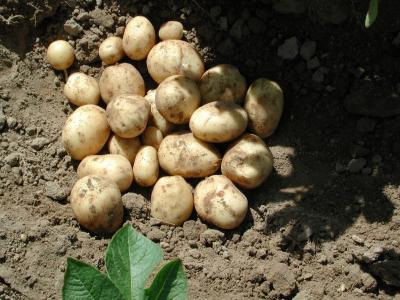 Potatoes