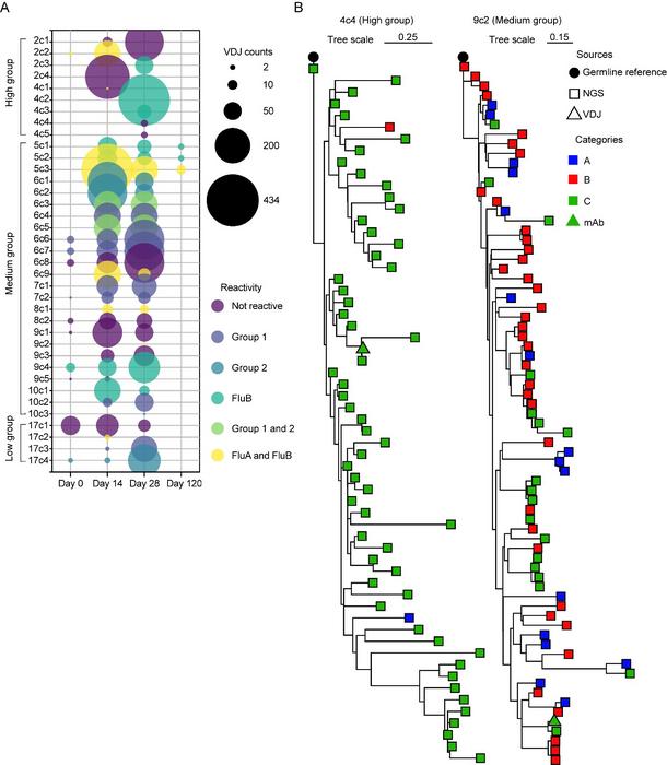 The figure illustrates how monoclonal antibody lineages from individuals with different pre-existing antibody levels show distinct evolutionary patterns over time.