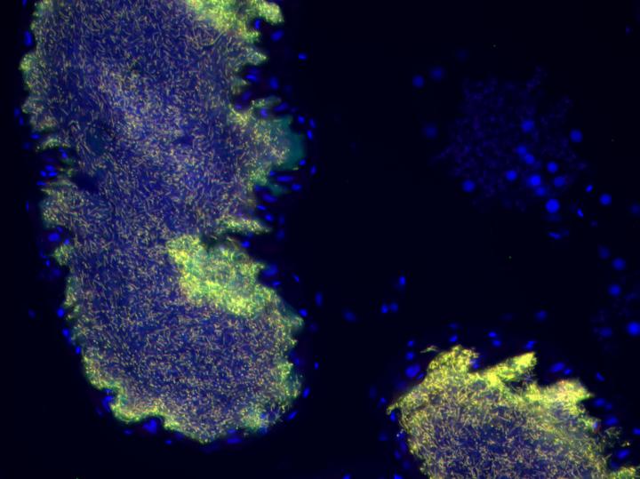 Bacterial Symbionts