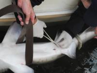 WCS Veterinarian and Sand Tiger Shark