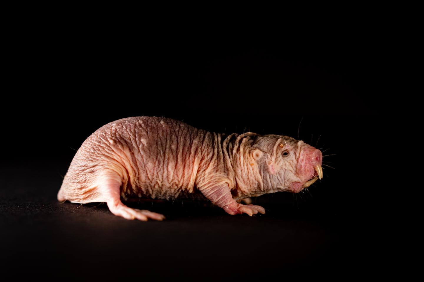 A surprising species
